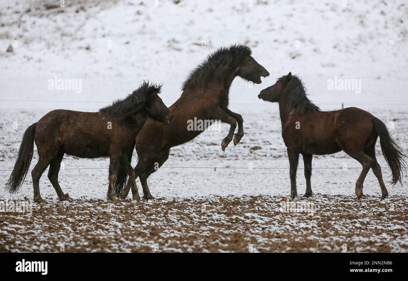 Hohenstein, Germany. 25th Feb, 2023. Icelandic horses playing in a paddock covered with snow. During the night it has snowed in the Swabian Alb Credit: Thomas Warnack/dpa/Alamy Live News Stock Photo