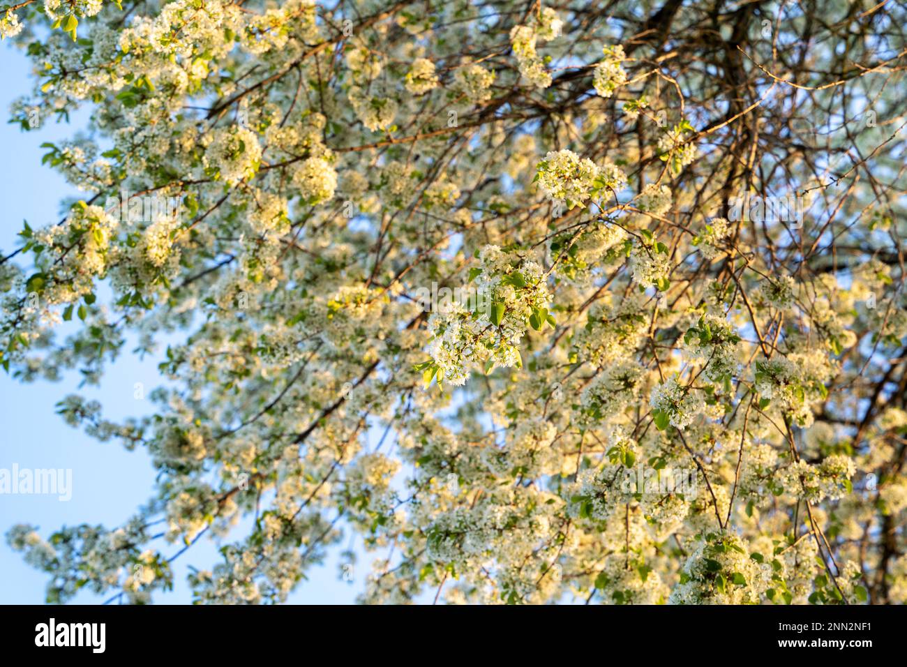 White blooming branches of a Mahaleb cherry (Prunus mahaleb) in spring. Golden hour. Stock Photo