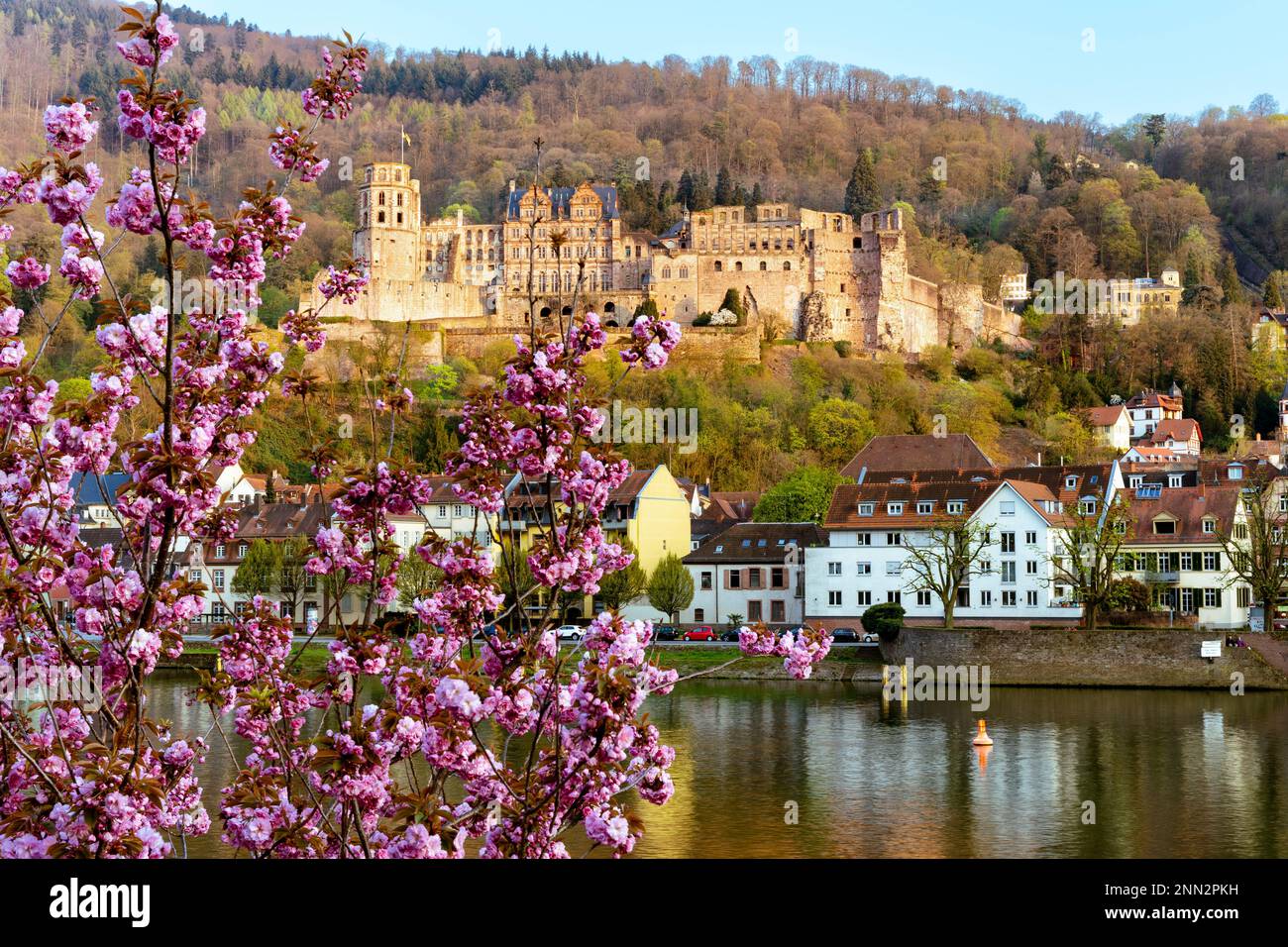 The Old Town of Heidelberg with the castle and river Neckar in spring ...