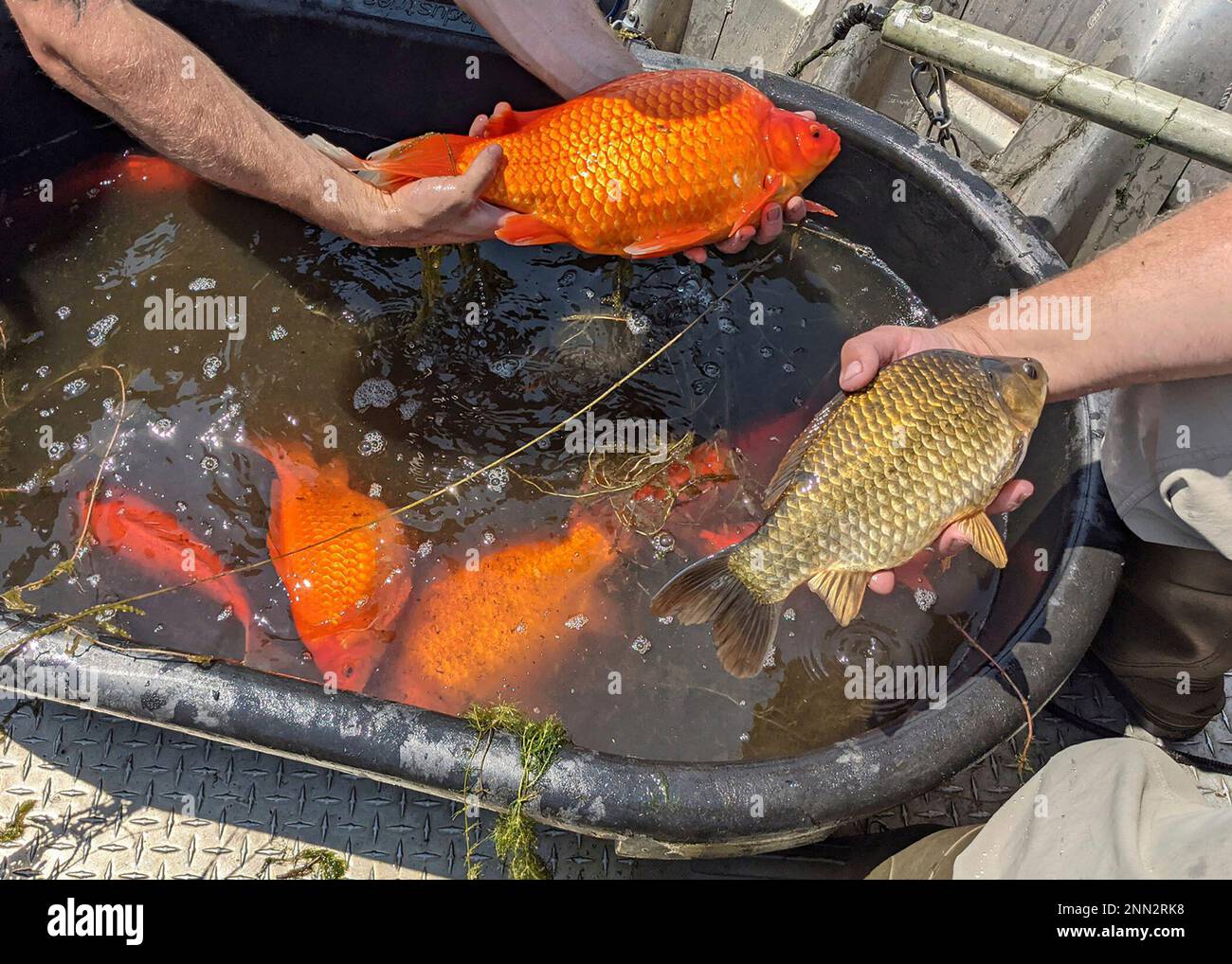 In this image provided by the City of Burnsville, Minn., large goldfish(02)