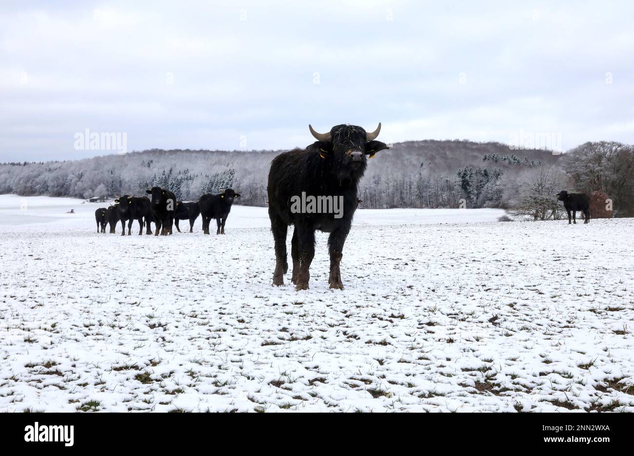 Hohenstein, Germany. 25th Feb, 2023. A herd of water buffalo stands on a meadow covered with snow. During the night it has snowed on the Swabian Alb Credit: Thomas Warnack/dpa/Alamy Live News Stock Photo