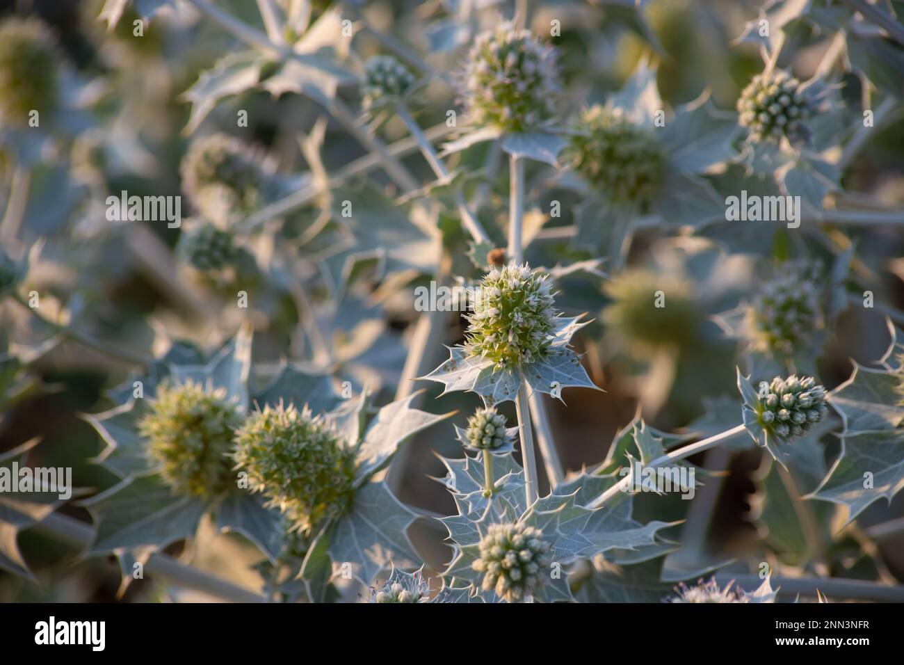 Eryngium maritimum, the sea holly or seaside eryngo. The plant has a very strong and deep root system. Stock Photo