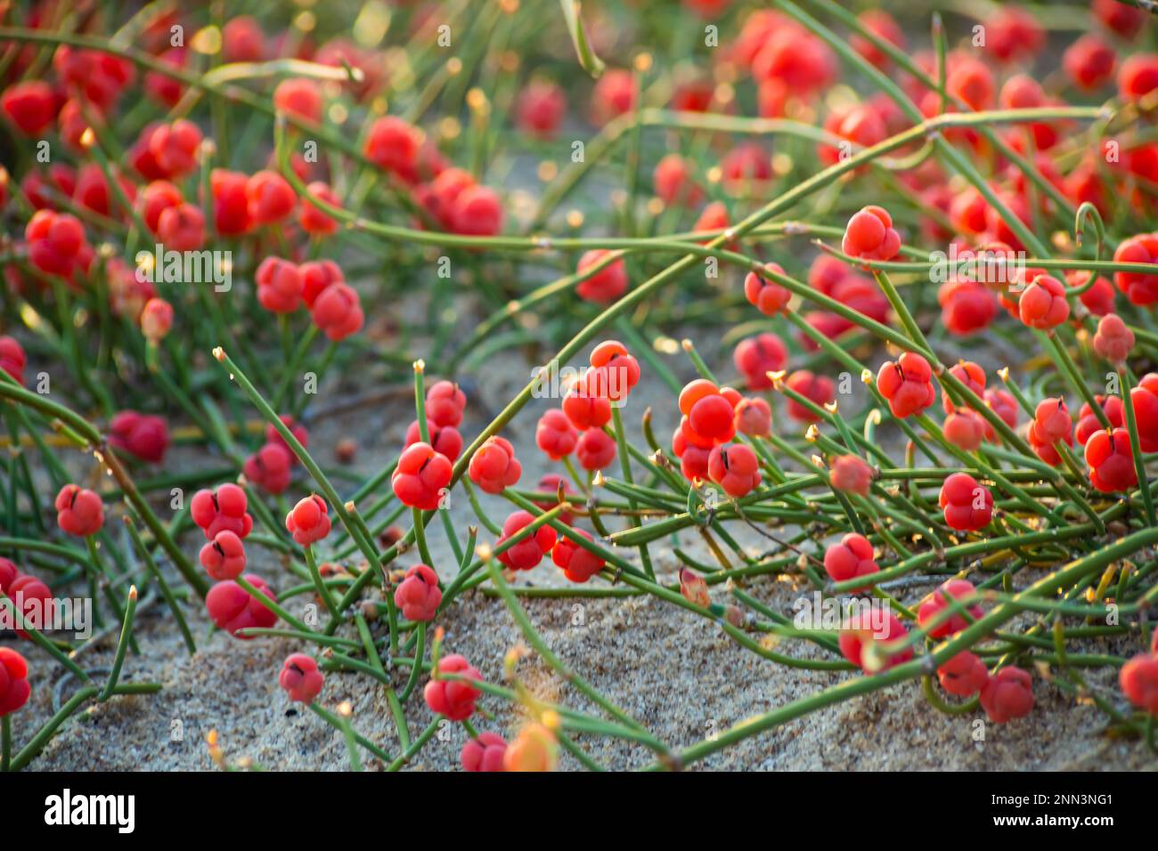 Ancient Medicinal Plant Ephedra. Plants of the genus Ephedra have