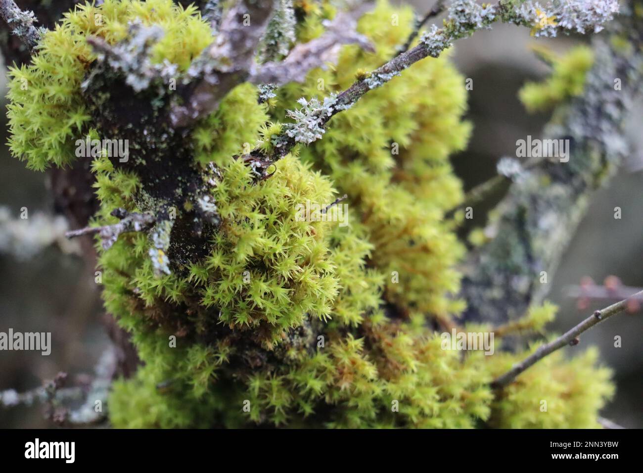 Star moss and Lichen in a moist Location Stock Photo