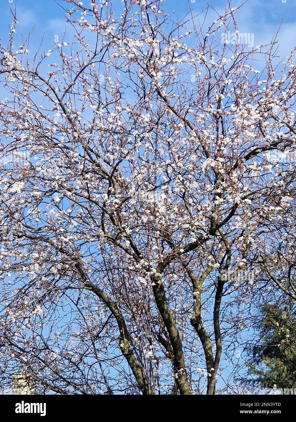 Early spring flowering, Bron, Rhone, AURA Region, France Stock Photo ...