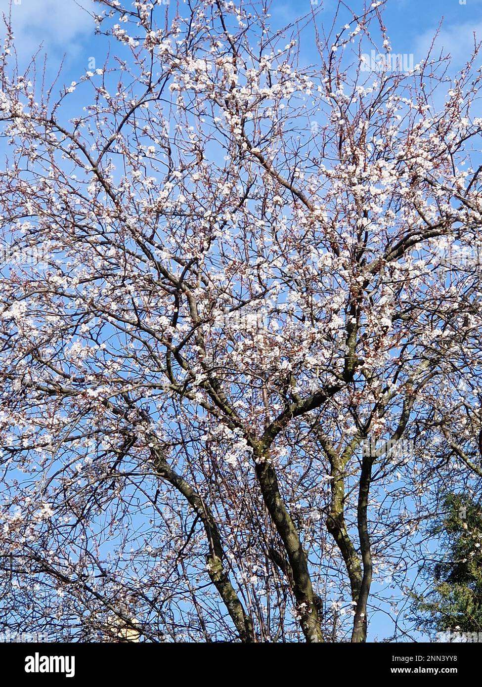 Early spring flowering, Bron, Rhone, AURA Region, France Stock Photo ...