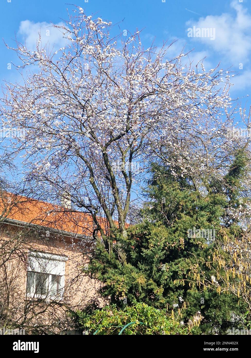 Early spring flowering, Bron, Rhone, AURA Region, France Stock Photo ...