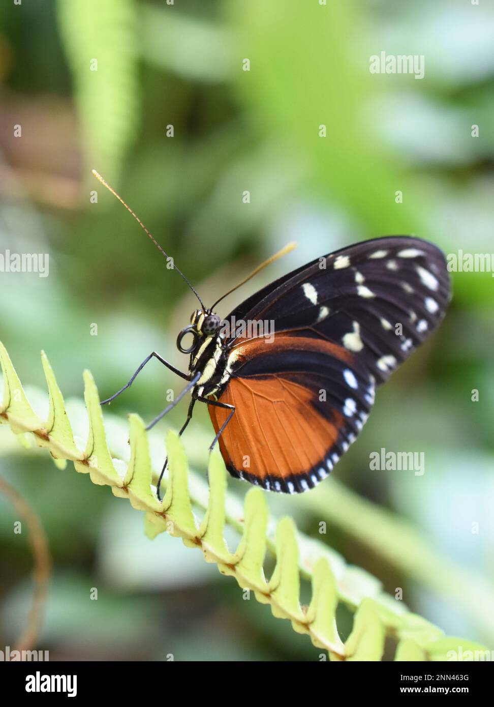 The tiger longwing butterfly Heliconius hecale sitting on a leaf Stock Photo