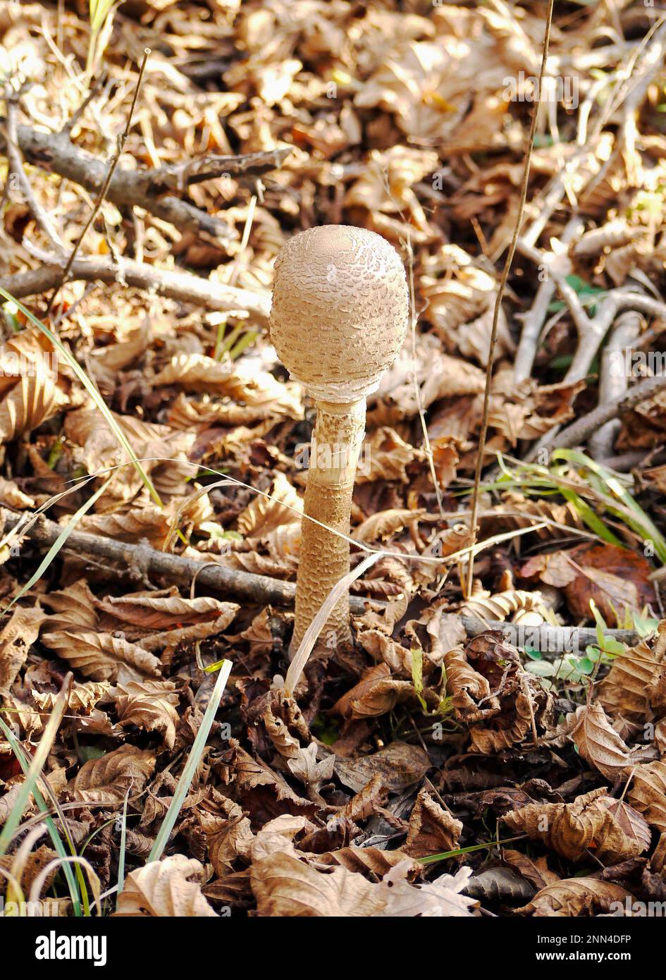 Young Parasol Mushroom emerging through leaf litter in a forest near Peja, Kosovo Stock Photo