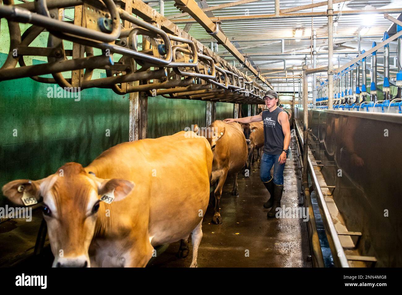 Jordan Armagost, of Grove City, Pa., leads cows out of the milking