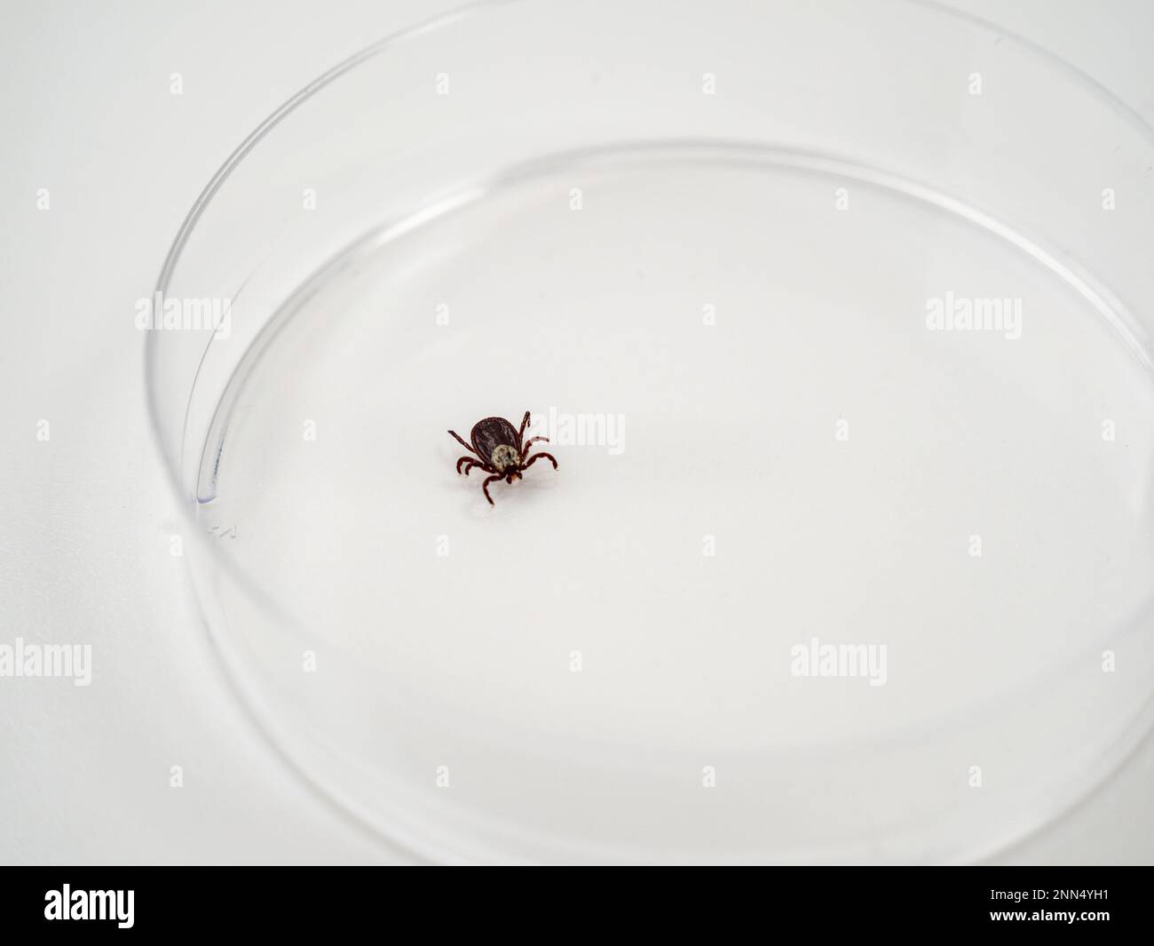 Examining Infectious Dermacentor Dog Tick Parasite Spider Insect Macro ...