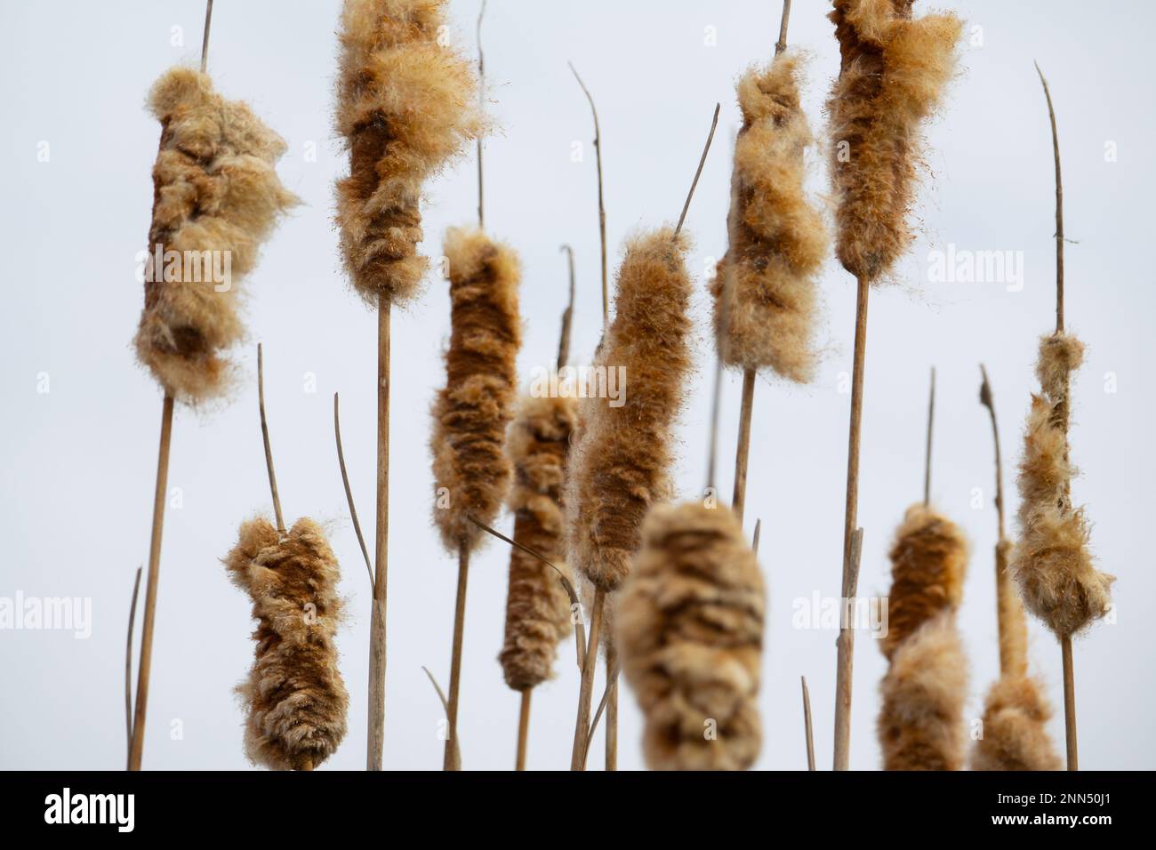 Fluffy cattail in early spring Stock Photo