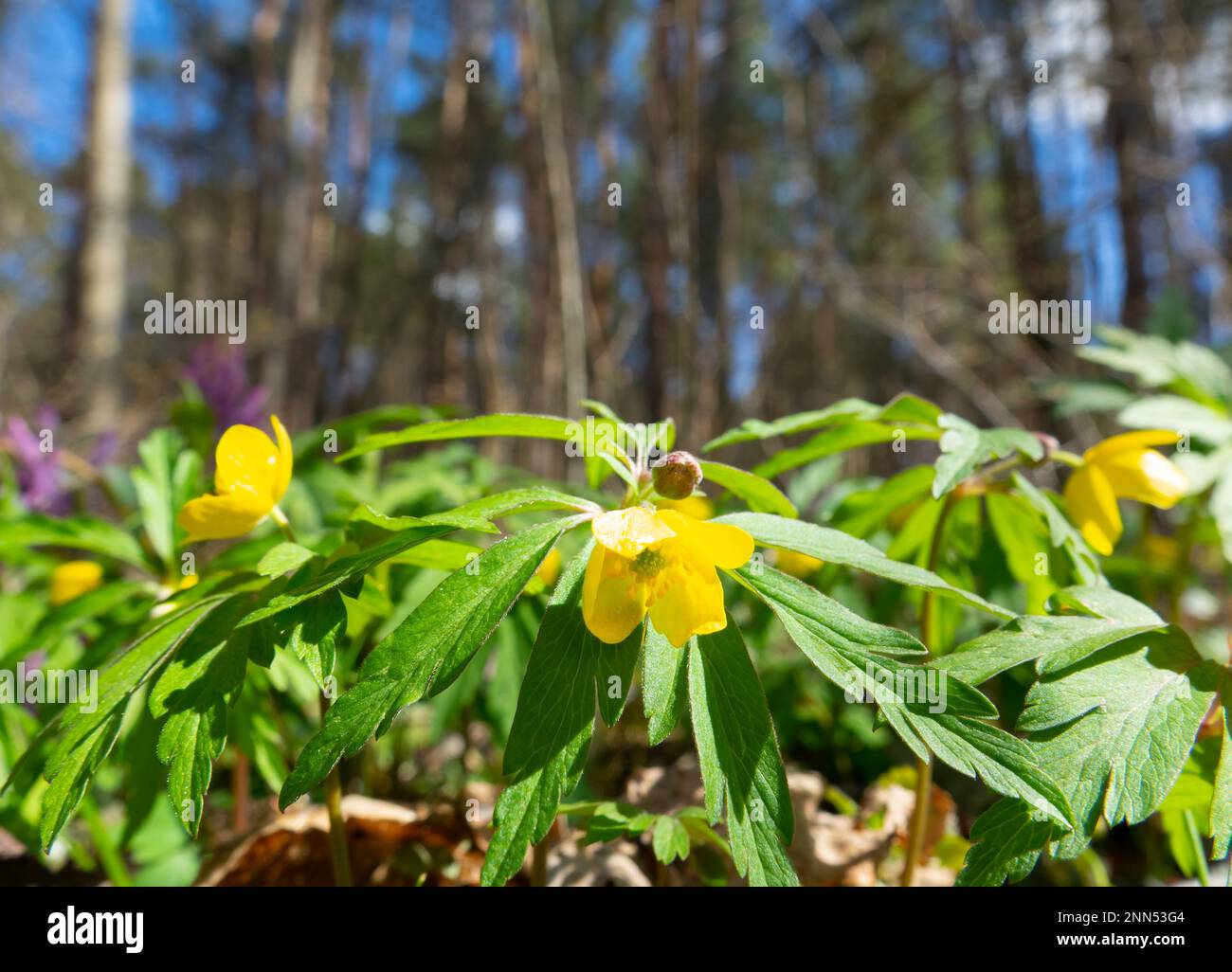 Yellow spring flowers in the forest Stock Photo