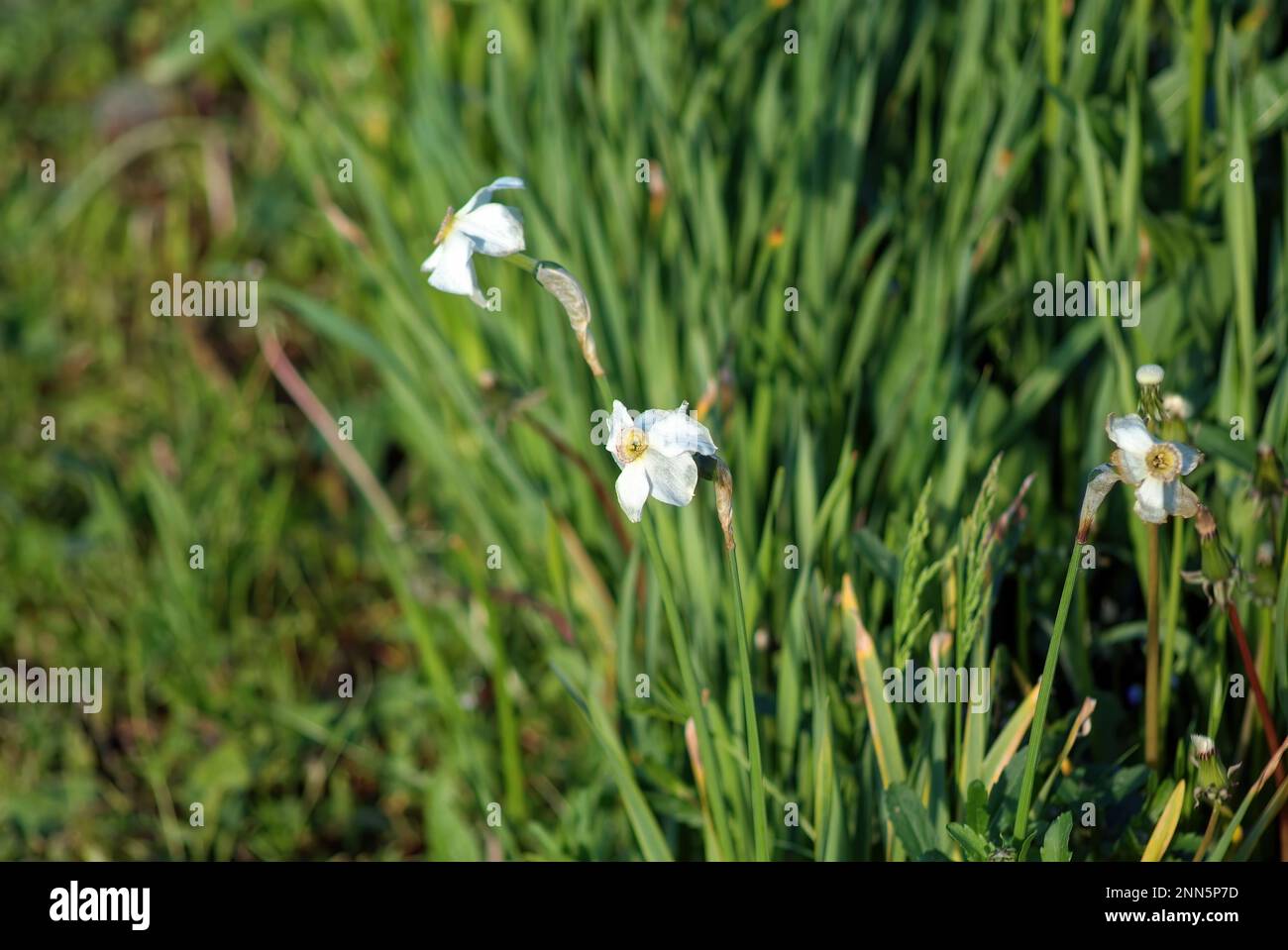 narcissus flower in the garden, spring Stock Photo