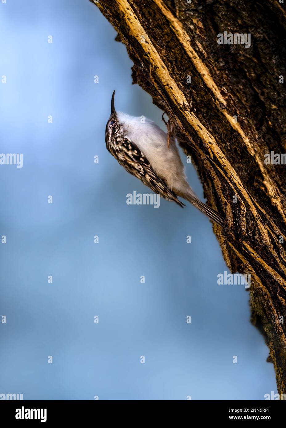 Close-up of a tiny Eurasian treecreeper climbing up a tree, fro the side, cool bokeh background, copy space, negative space Stock Photo