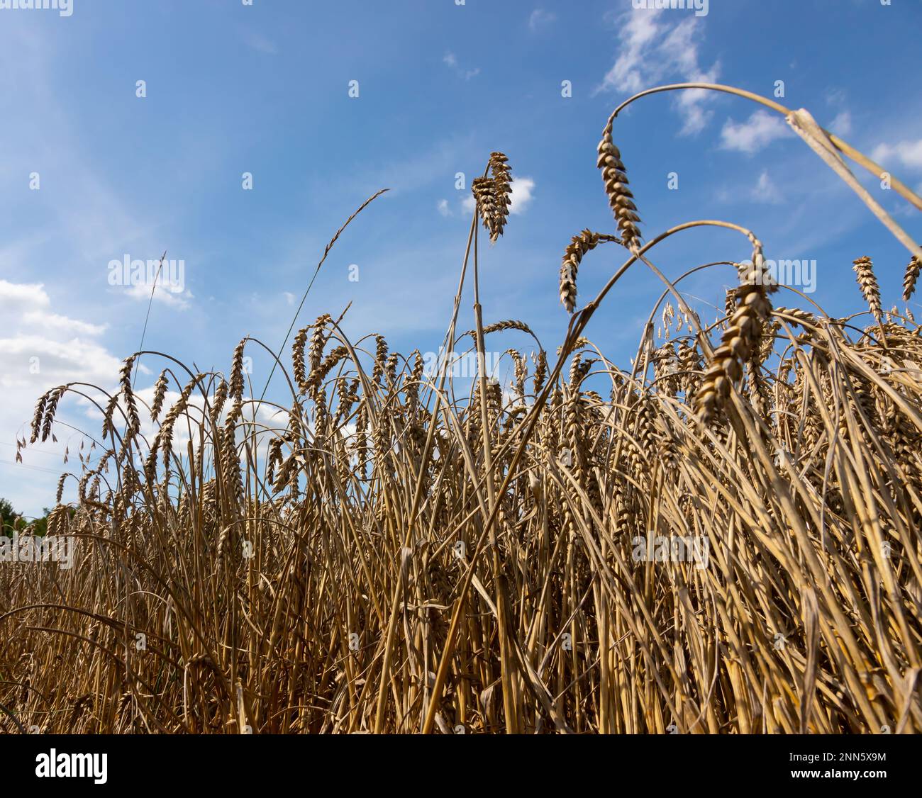 Field of Golden wheat under the blue sky and clouds Stock Photo - Alamy