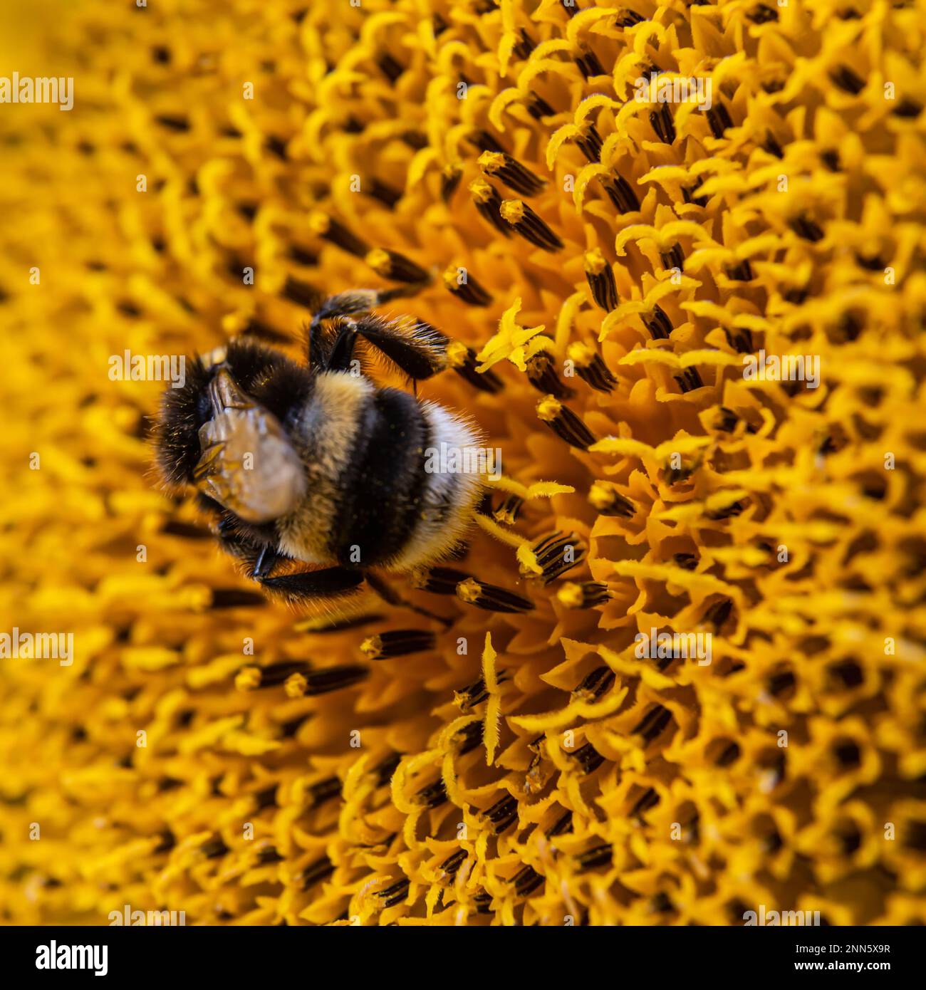 Black and yellow striped bee, honey bee, pollinating sunflowers close