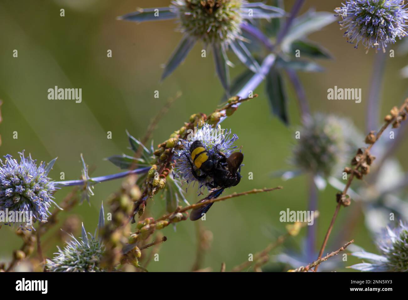 closeup of bumble bee on purple thistle or Echinops bannaticus. Stock Photo