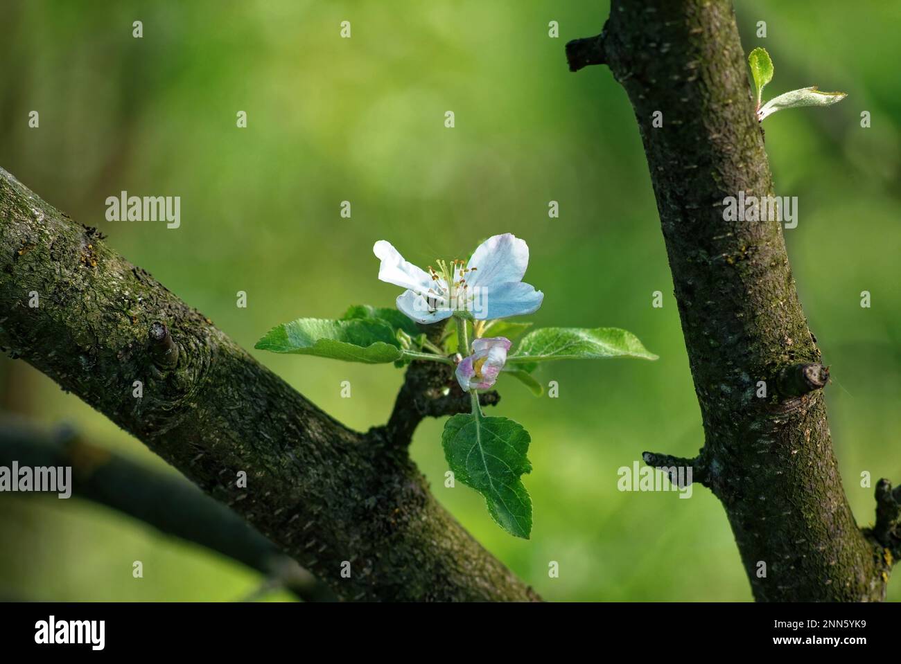 apple blossom on a branch, in spring Stock Photo