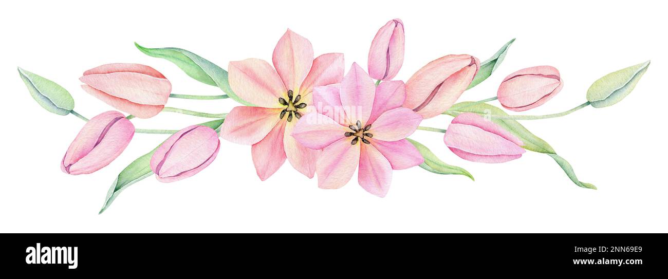 Watercolor pink tulip. Spring flowers isolated on white background ...