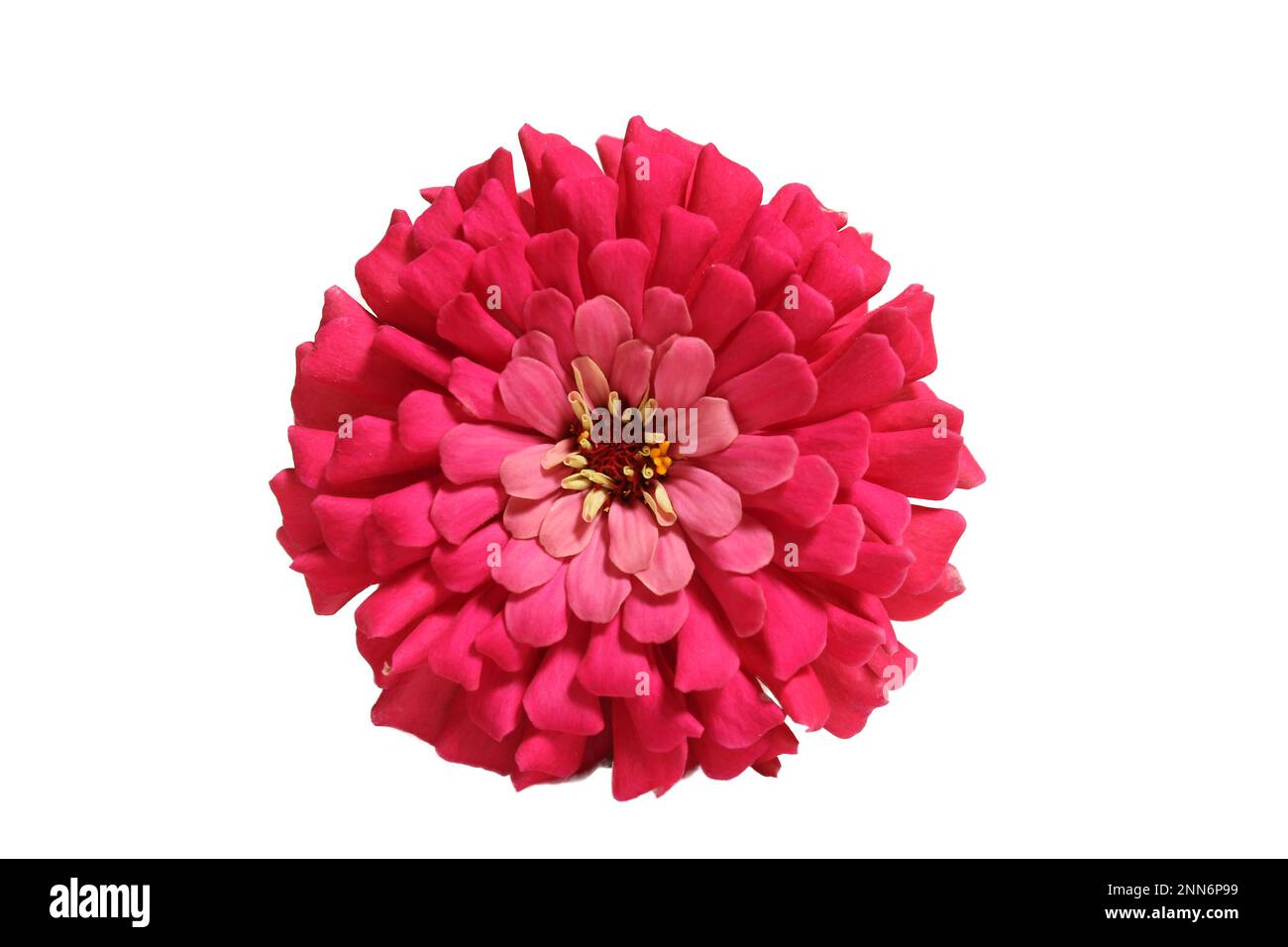 Pink Zinnia Flower in Full Blown Isolated on White Background Stock