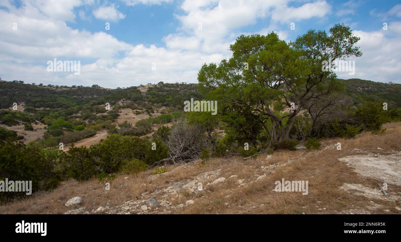 Majestic mesquite tree in Texas Hill Country Stock Photo