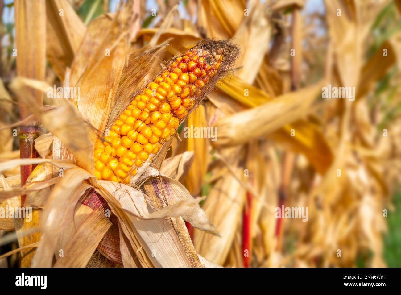 climate change with heat and dryness Stock Photo