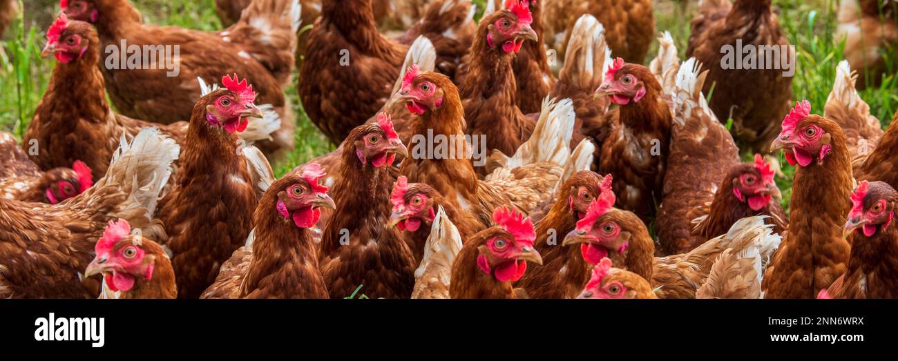 outdoor farming with chicken Stock Photo