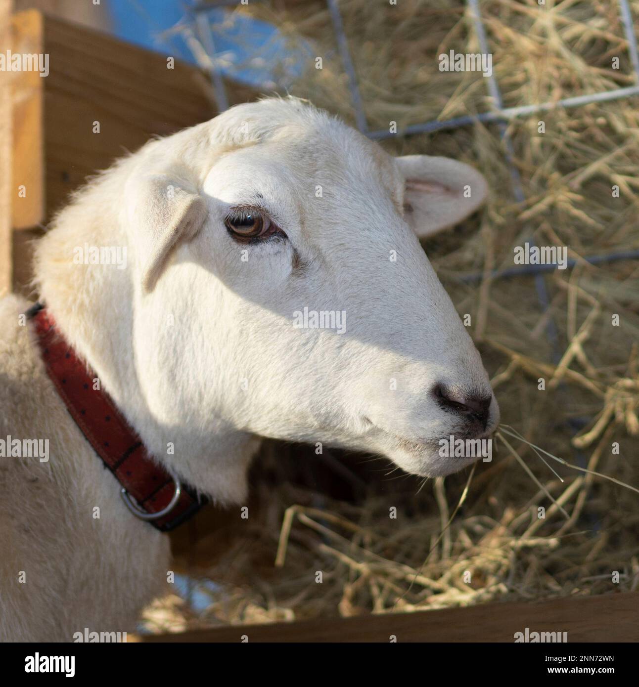 This Katahdin sheeep is chewing on a few strands of hay while relaxing by the feeder Stock Photo
