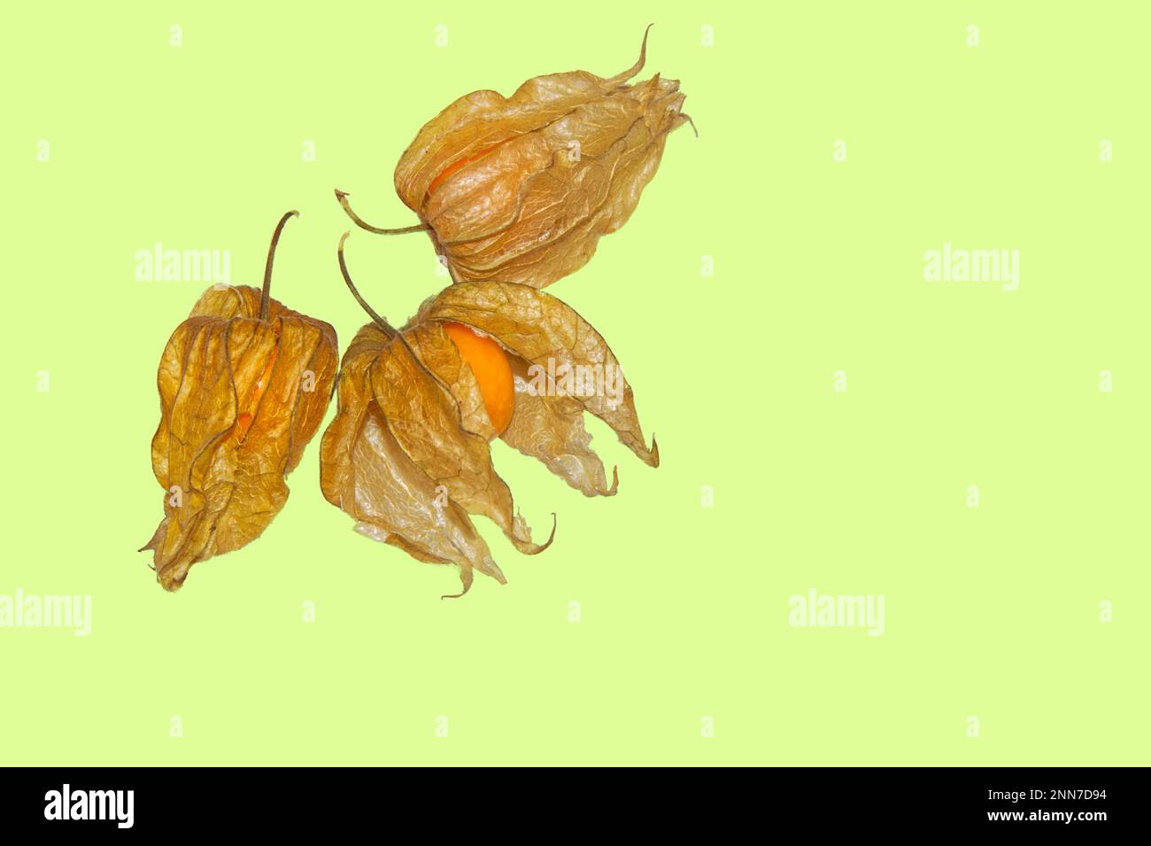 Above view of three physalis fruits in orange color against a light green background Stock Photo