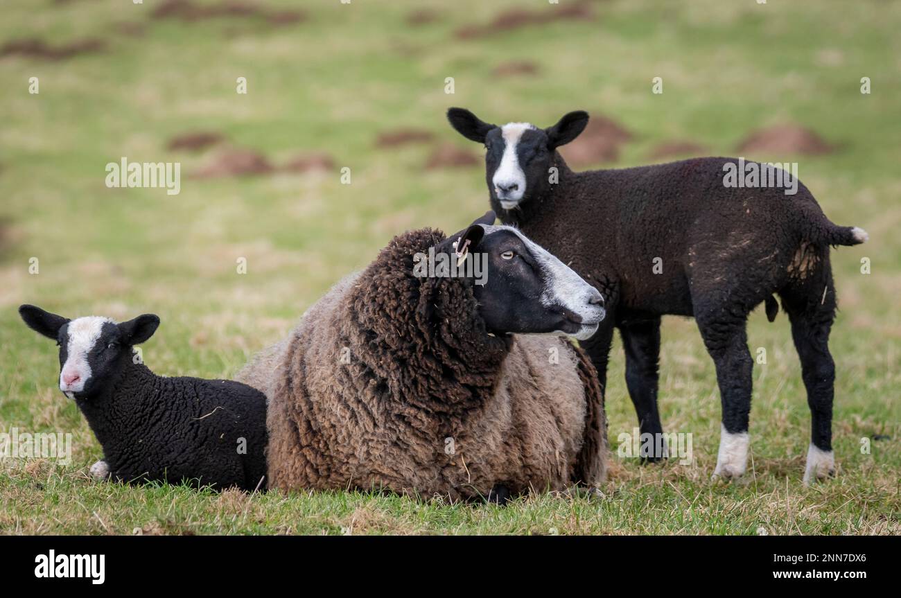 Lauder, Scottish Borders, Scotland. Images of young Zwarbles lambs and mother ewes grazing in fields on a lovely spring day at Lauder Barns farm in South Scotland. Zwartbles sheep were first imported from Holland in the early 1990Õs and have since become established in all areas of the UK and Ireland. Zwartbles are an elegant sheep (Zwart-Black, Bles-Blaze) with outstanding maternal properties making them an excellent crossing variety as well as a pure breed. Pedigree Zwartbles have enjoyed considerable success in the show ring due to their striking appearance, amenable nature and lively Stock Photo