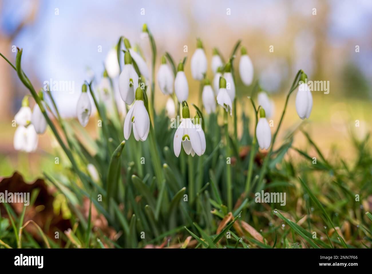 Wild Spring Bulbs spring time wild natural snow drop flowers showing in farmalnd meadows ...
