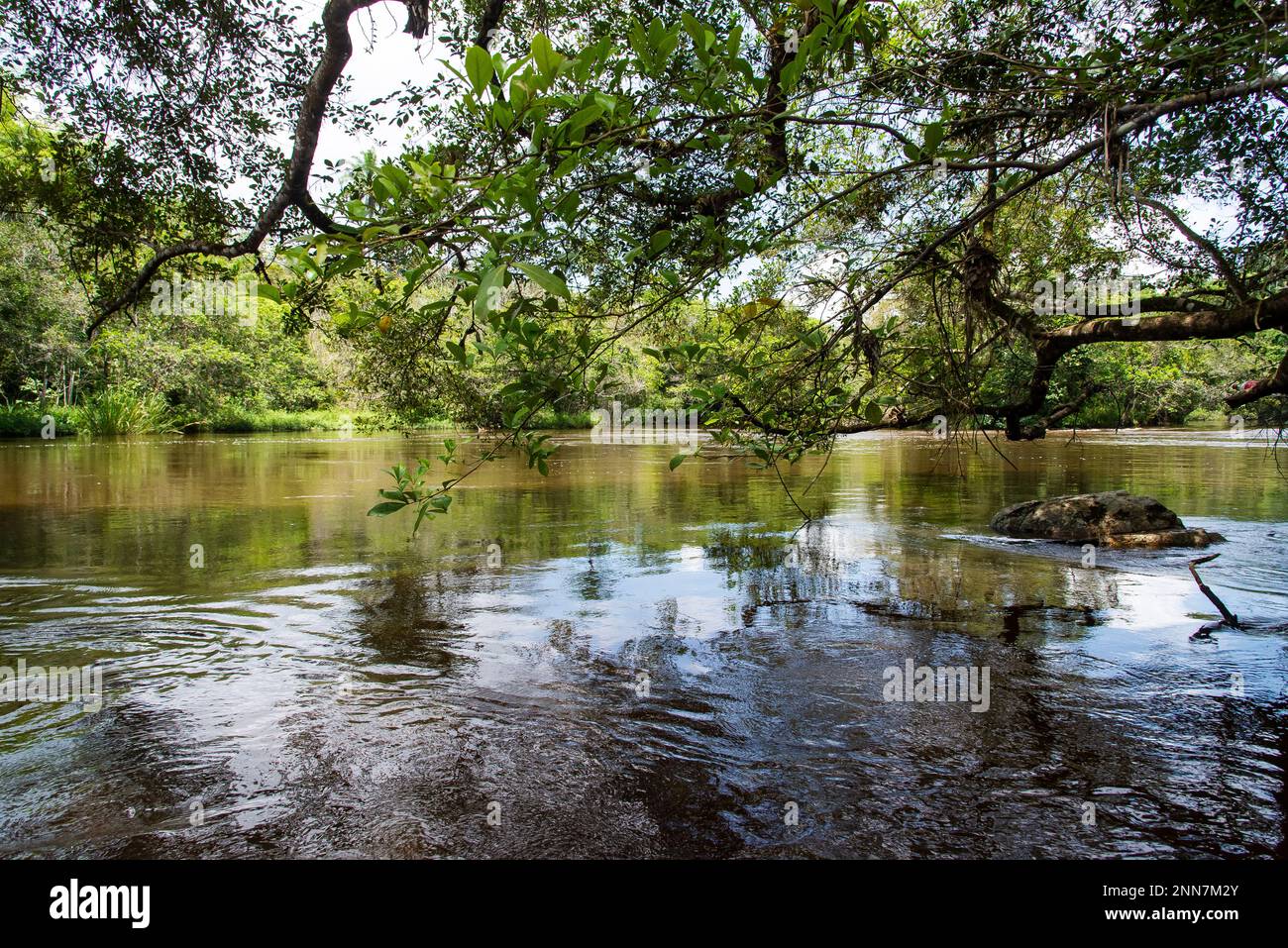 River flowing in the forest. Tree fallen to the river Stock Photo - Alamy