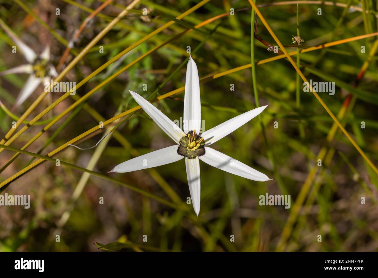 White Flower of Pauridia capensis seen on close to Piketberg in the Western Cape of South Africa Stock Photo