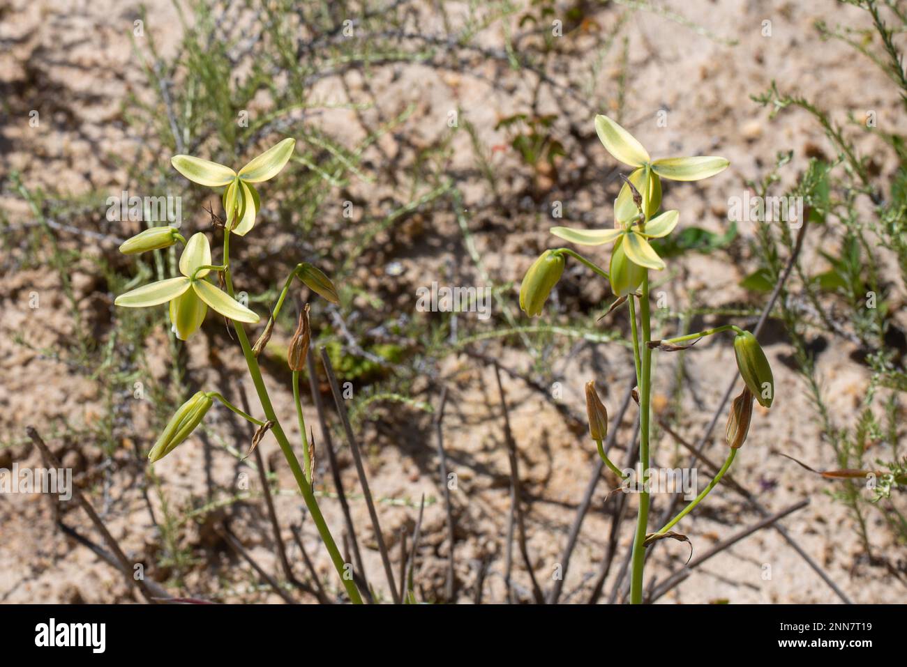 Albuca sp. taken near Piketberg in the Western Cape of South Africa Stock Photo