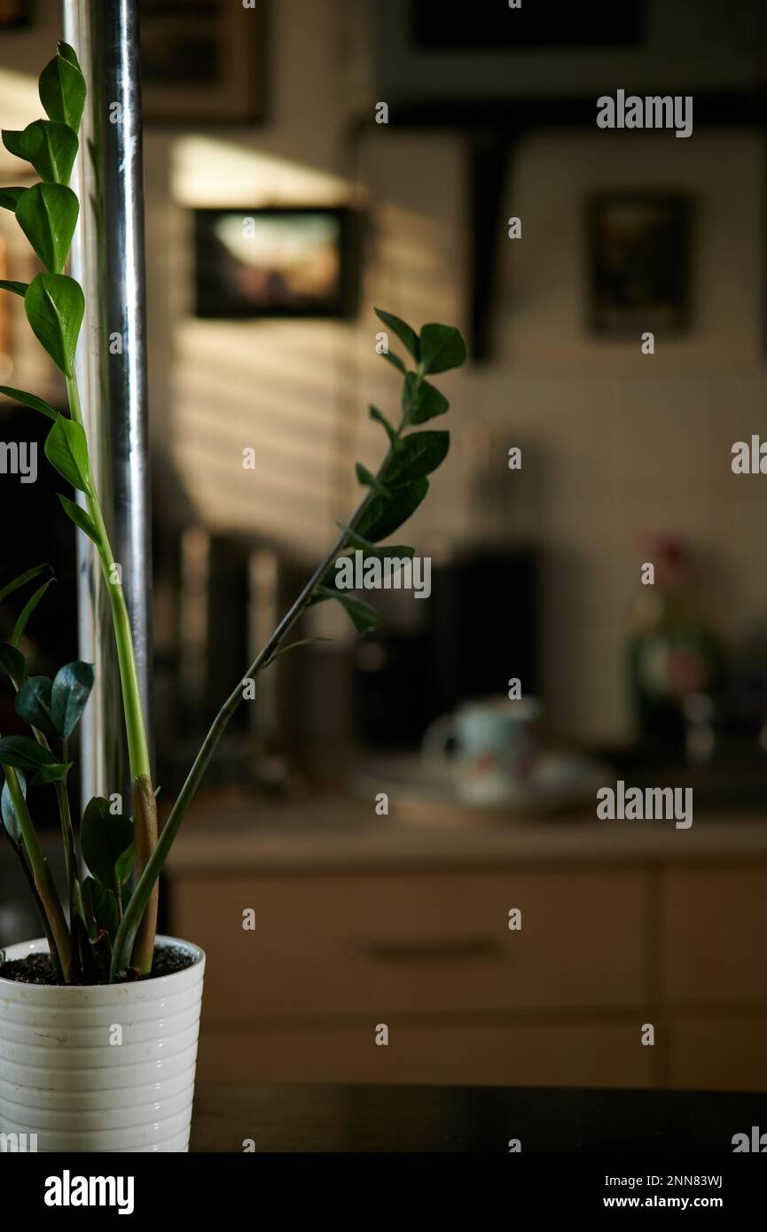 Interior with ZZ plant and metal pole in side foreground and blurred dark background of kitchen