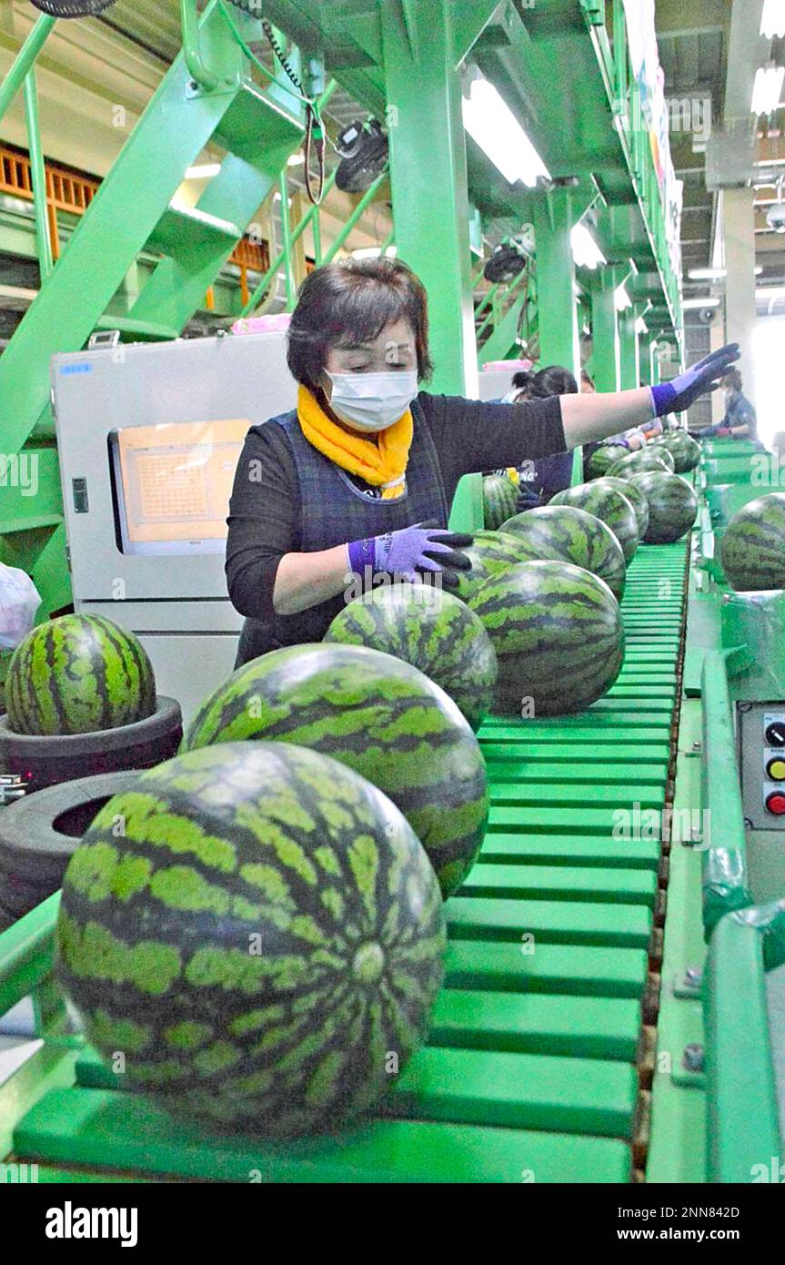 Farmers check Raiden watermelons at a factory in Kyowa town in Hokkaido
