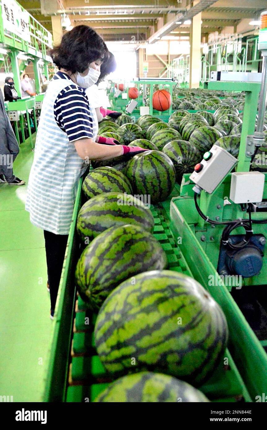 Farmers check Raiden watermelons at a factory in Kyowa town in Hokkaido