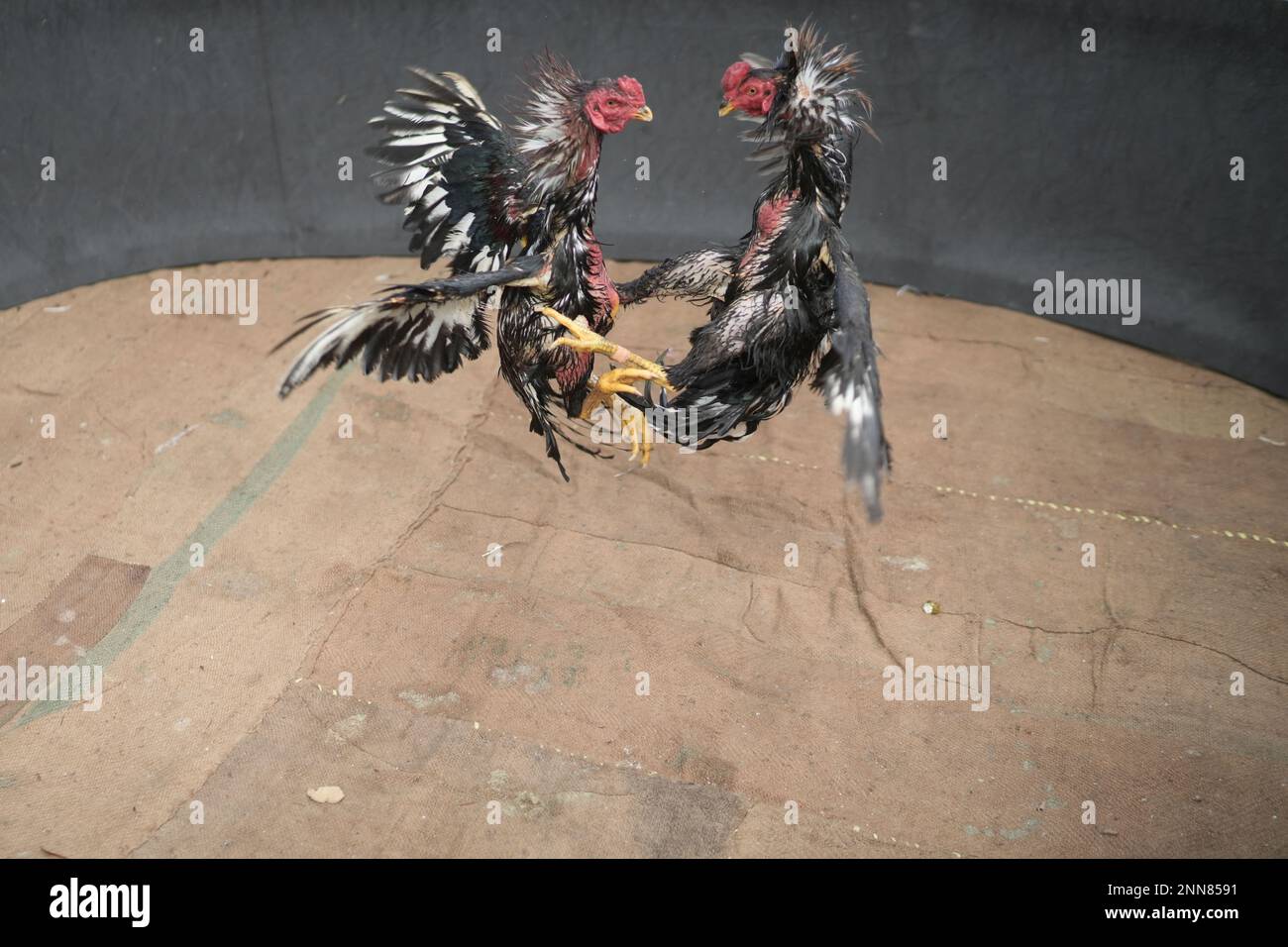 Sumenep, Indonesia. 24th Feb, 2023. Roosters are seen during traditional cockfighting games in Sumenep district, Madura Island, East Java, Indonesia, on Feb. 24, 2023. Credit: Jefri Tarigan/Xinhua/Alamy Live News Stock Photo