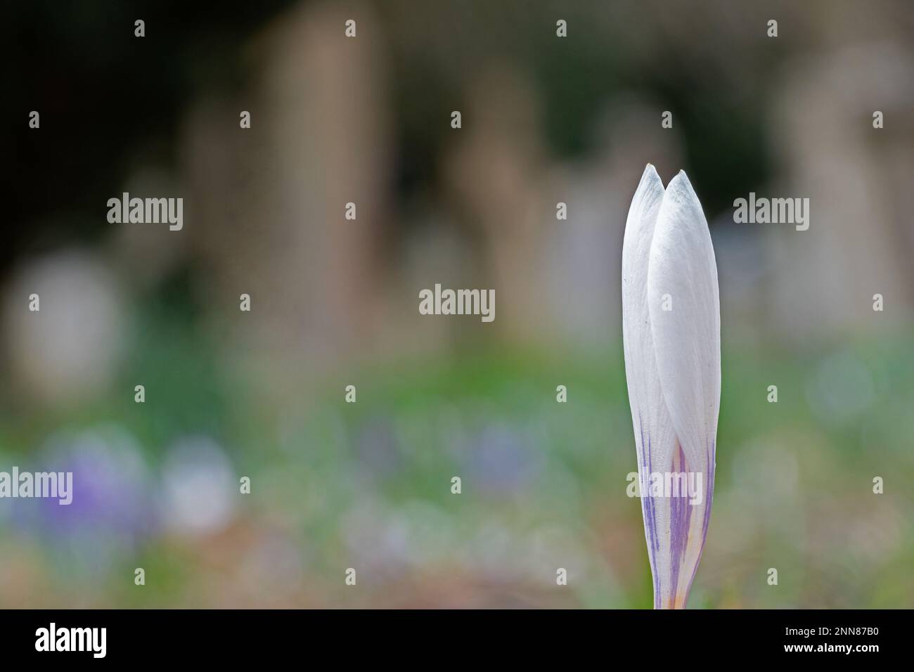 A single in focus crocus beside a pathway strewn with crocuses in Southampton Old Cemetery Stock Photo