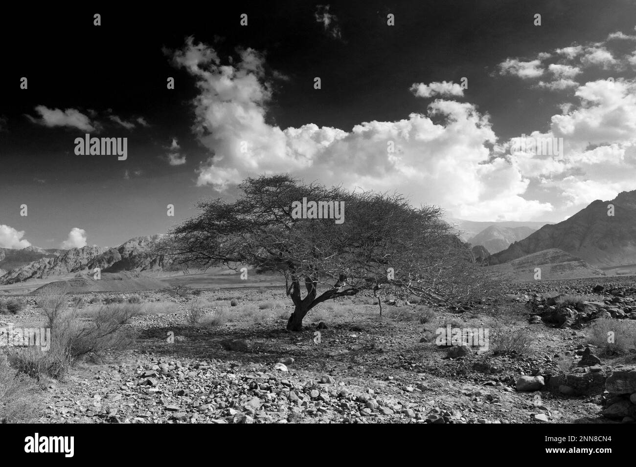 View over the Hamada rocky landscape in Wadi Feynan, Al-Sharat, Wadi Araba Desert, south-central Jordan, Middle East. Stock Photo