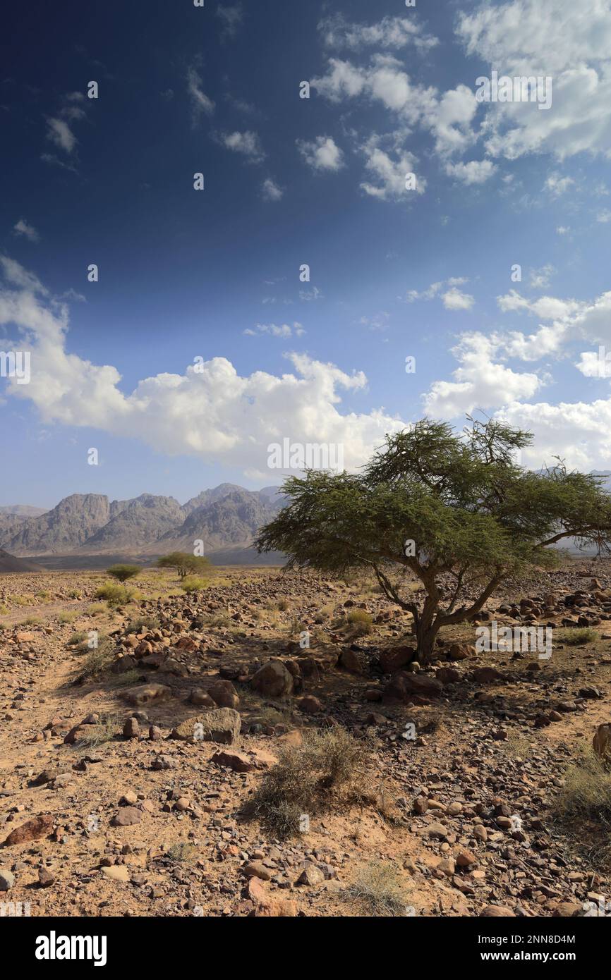 View over the Hamada rocky landscape in Wadi Feynan, Al-Sharat, Wadi ...