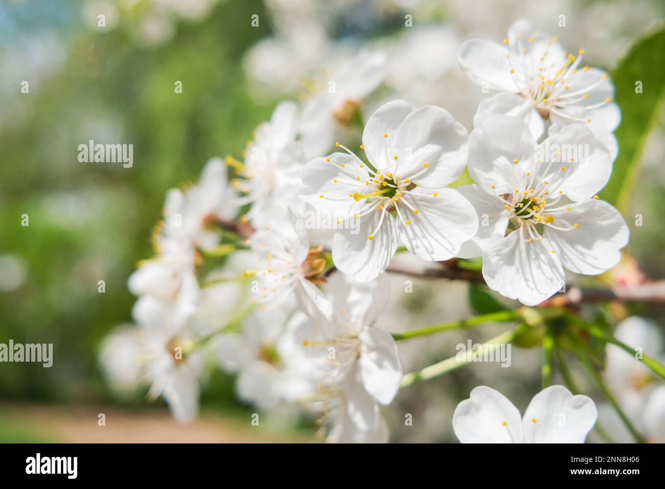 Cherry flowers in bloom. White fragile flowers  on cherry tree branches. Spring season in Europe. Stock Photo