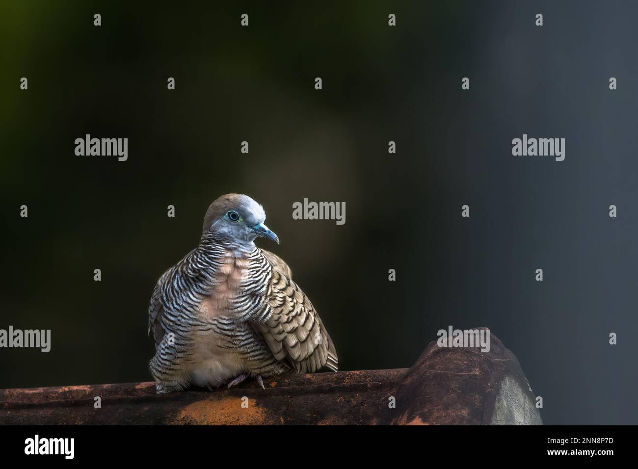 A spotted dove (Spilopelia chinensis) is a small and somewhat long-tailed pigeon perched on a roof tile, a blurry green foliage background Stock Photo