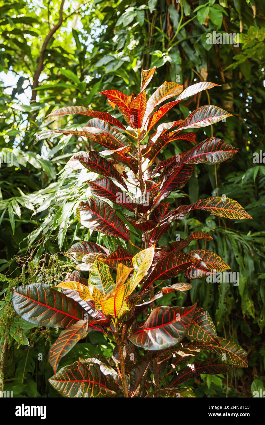 Colorful leaves of Codiaeum variegatum. Tree of fire croton, garden croton, or variegated croton. Tropical jungles of Bali island, Indonesia. Stock Photo