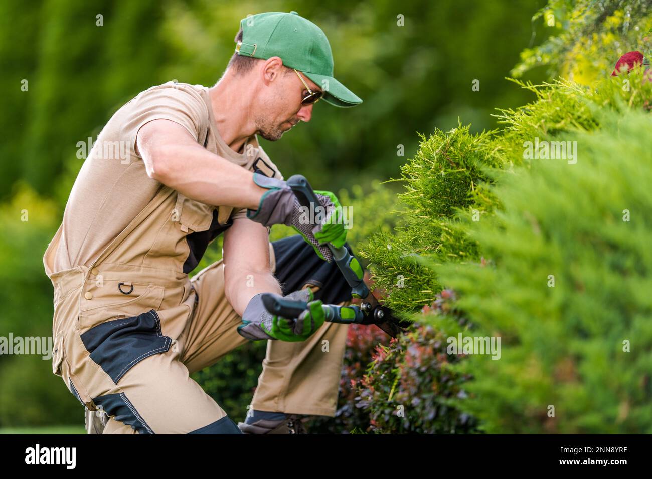 Closeup of Professional Caucasian Gardener in His 40s Trimming Green Shrubs with Garden Scissors Gardening Tool. Stock Photo