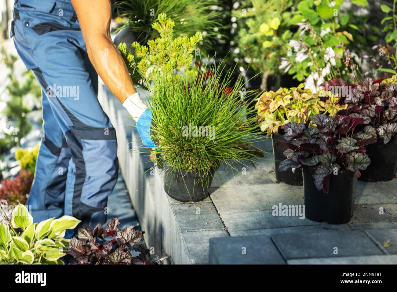 Plantsman Moving the Flower Pot. Cultivation and Sales of Garden