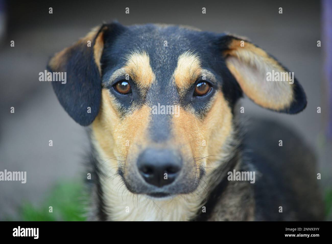 Portrait of a black dog with a yellow muzzle. Beautiful mongrel with long ears. Caring for homeless animals. Stock Photo