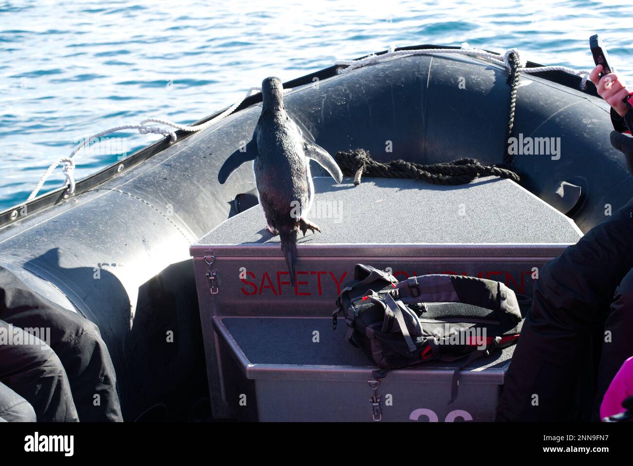 Adélie penguin jumps aboard an inflatable boat and then off