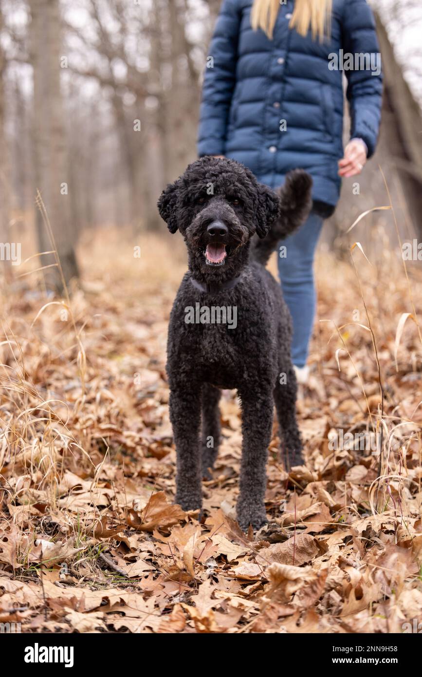 A doodle dog walking with his dog mom in an autumn forest Stock Photo
